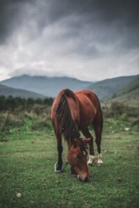 Gustavo Santaolalla: Riding Horses (Brokeback Mountain) + TAB
